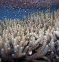 A millepora colony is releasing gametes during a mass spawning event in 2011 at Heron Island GBR Australia.