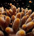 This is an Acropora millepora colony releasing gametes during broadcast mass spawning.