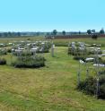 This is a view of the experimental layout after initiation of warming and precipitation treatments, just prior to the first plant harvest at the site in June 2009.