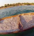 Fishermen pose with their sardine haul from East Africa's Lake Tanganyika. Catherine Wagner, a UW assistant professor in the Department of Botany and the UW Biodiversity Institute, is studying interactions between the biodiversity of Lake Tanganyika and the human communities that live around the lake.