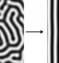 This image shows simulations of Turing stripes. On the left, stripes are evenly spaced, but their direction is variable. On the right, a signaling gradient has made the stripes align in the same direction.