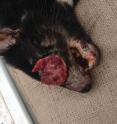 This is a photograph of a Tasmanian devil with facial tumor.