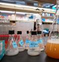 In the lab, researchers use engineered bacteria to brew green chemicals that can be used in a wide range of useful products.