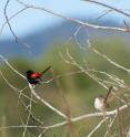 Fairy-wren duet.