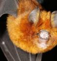 One of the many East African bats that Lutz studied.