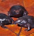 Young metamorphs of the Indian Purple frog, ready to dig and follow their parents underground.