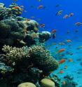 Coral reefs show that hidden genetic diversity can prepare ecosystems for climate change.