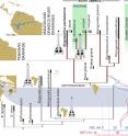Time calibrated phylogenetic tree of the <i>Gavialoidea</i> and relevant paleogeographic distributions associated with the evolution and diversification of gavialoids in marine and freshwater settings.

During the Late Paleocene-Early Eocene interval, peaks of sea surface temperature (SST) and global sea surface level (GSL) occurred together with tropical marine connections through the Tethys Ocean and Caribbean Sea [59,60]. During the Neogene, distinct biomes dominated tropical South America: (A) Acre Phase, after the onset of the eastern-draining Amazon and northward-draining Orinoco river systems; and (B) Pebas Mega-Wetland System, with its drainage northward to the Caribbean Sea. 

Abbreviations: Olig., Oligocene; Ple., Pleistocene; Pli., Pliocene. Global and South American schematic paleogeography adapted from Blakey [60] and Hoorn <i>et al</i>. [61], respectively.