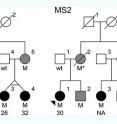 The family trees of the two families with the MS-causing mutation. "M"=individuals with the mutation. Black circles=individuals with MS and age of disease onset. Gray circles or squares=individuals with the mutation whose health is unknown. The family trees of the two families with the MS-causing mutation. "M"=individuals with the mutation. Black circles=individuals with MS and age of disease onset. Gray circles or squares=individuals with the mutation whose health is unknown.