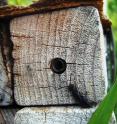 A <i>Sapyga</i> wasp lurking at the entrance of a mason bee nest in an artificial nesting structure. A <i>Sapyga</i> wasp lurking at the entrance of a mason bee nest in an artificial nesting structure.