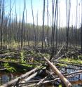 Climate change and human activities threaten the natural state of peat bogs, such as this Alberta peatland that served as a research station.
