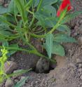 A gopher (<i>Geomiydae</i>) pulls a branch of <i>Nicotiana attenuata</i> into its nest. In nature, the plants are well protected against mammalian herbivory by nicotine, a neurotoxic substance. If the plants lack the hormone that regulates nicotine production, they become an attractive food source for many mammals, as shown in experiments with genetically modified plants.