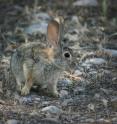 The mountain cottontail rabbit <i>Sylvilagus nuttallii</i> naturally feeds on <i>Nicotiana attenuata</i> plants.