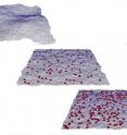 The researchers' model better accounts for how the surfaces of different types of cells undulate due to thermal fluctuations, informing features of the nanocarriers that will help them stick to cells long enough to deliver their payloads. The researchers' model better accounts for how the surfaces of different types of cells undulate due to thermal fluctuations, informing features of the nanocarriers that will help them stick to cells long enough to deliver their payloads.