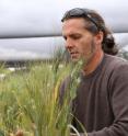Associate Professor Jason Able with durum wheat in plant breeding trials.