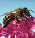 In general, honeybee health has been declining since the 1980s, with the introduction of new pathogens and pests.
