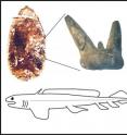 The tooth in coprolite, up-close, and with an artist's impression of what the cannibal shark looked like 300 million years ago.