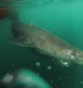 Greenland sharks live for hundreds of years. Greenland sharks live for hundreds of years.