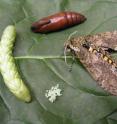 This photo shows <i>Manduca sexta</i> eggs, larva, pupa and adult moth. A Kansas State University-led research team has sequenced the Manduca sexta genome.