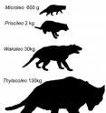 Size differences between <i>Microleo attenboroughi</i> and the three  other genera of marsupial lions, <i>Priscileo</i>, <i>Wakaleo</i> and <i>Thylacoleo</i>.