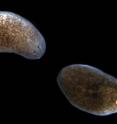 This image shows the progression of lesions and tissue resorption in planarians when exposed to pathogenic bacteria. The normal animal is to the left, while the middle animal displays a characteristic head lesion, and the animal on the right has already lost its head to bacterial infection.