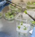 A researcher transfers a tomato plantlet into root induction medium to encourage the growth of roots.