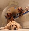 Trained dogs are around the fMRI scanner.