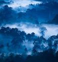 This is a photograph of 'Danum Valley (Borneo) at dawn.