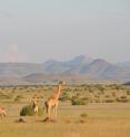 This image shows an Angolan giraffe herd in Damaraland, NW Namibia.