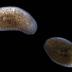 This image shows the progression of lesions and tissue resorption in planarians when exposed to pathogenic bacteria. The normal animal is to the left, while the middle animal displays a characteristic head lesion, and the animal on the right has already lost its head to bacterial infection.