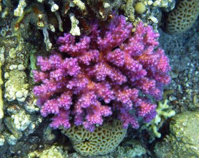 How the purple and pink sunscreens of reef corals work | (e) Science News