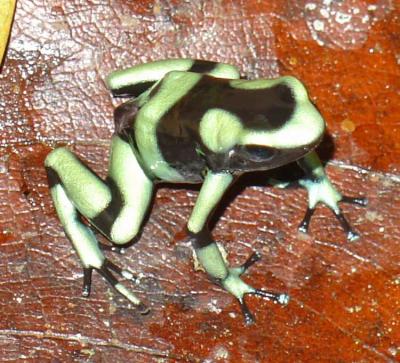 Frog-killing fungus paralyzes amphibian immune response | (e) Science News