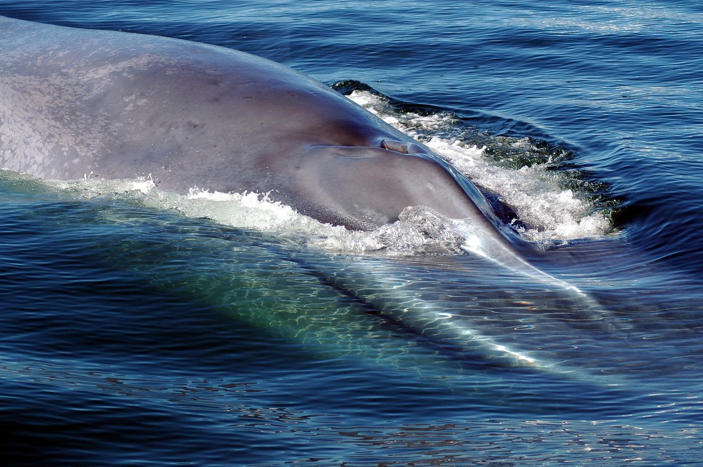 Жизнь синих китов. Голубой кит Balaenoptera musculus. Синий кит (голубой кит). Синий кит блювал. Блювал (голубой или синий кит).