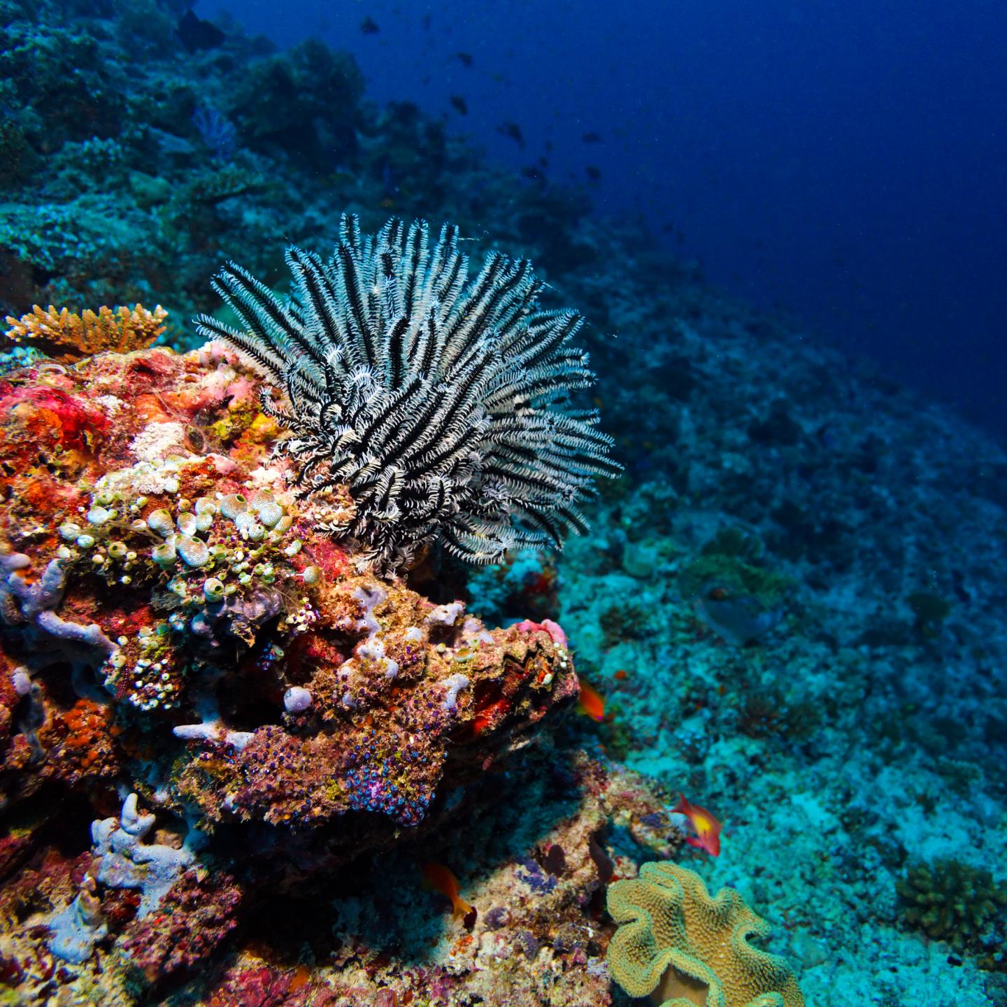 How will ocean acidification impact marine life? | (e) Science News