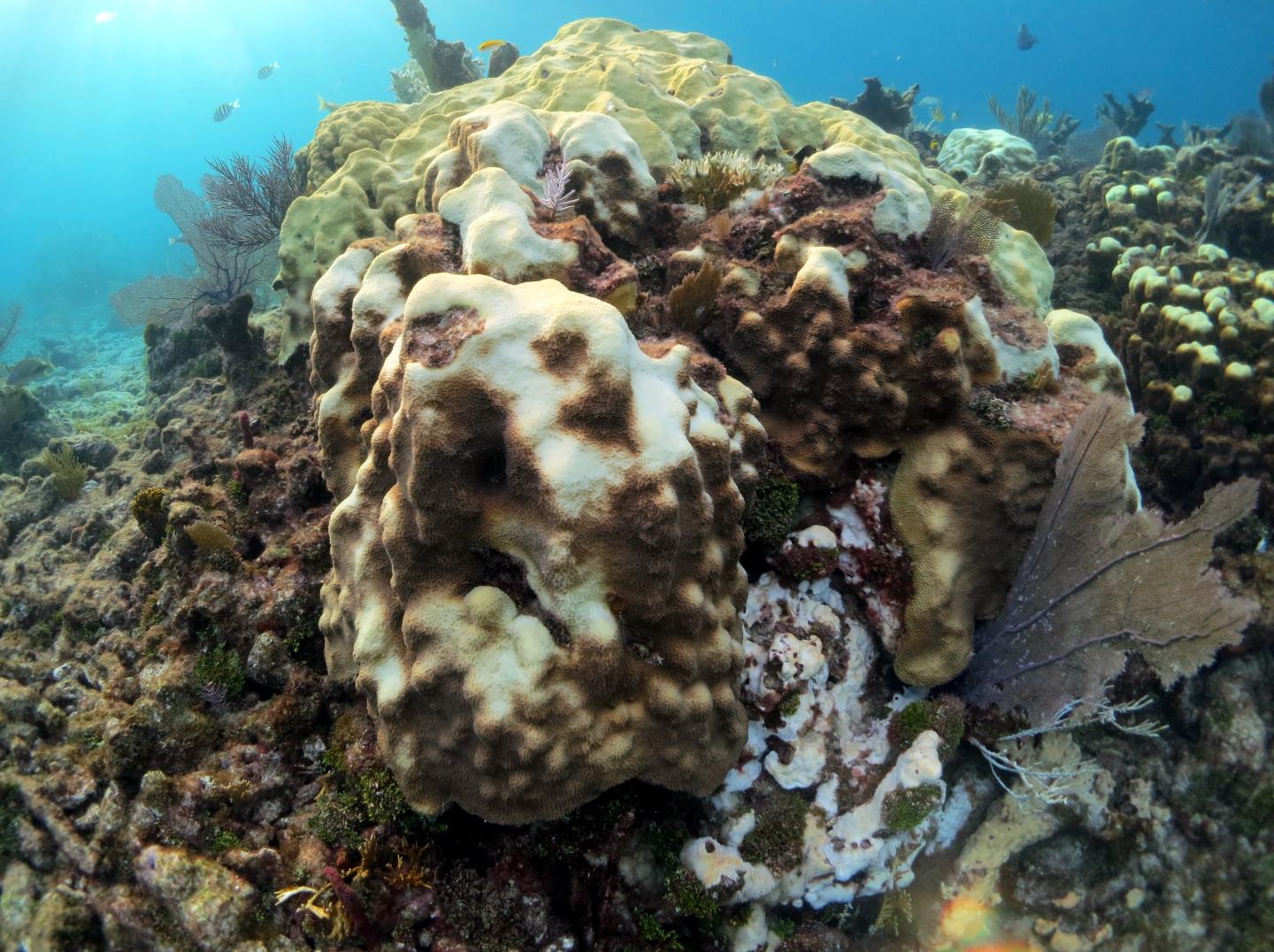 Invasive microbe protects corals from global warming, but at a cost ...