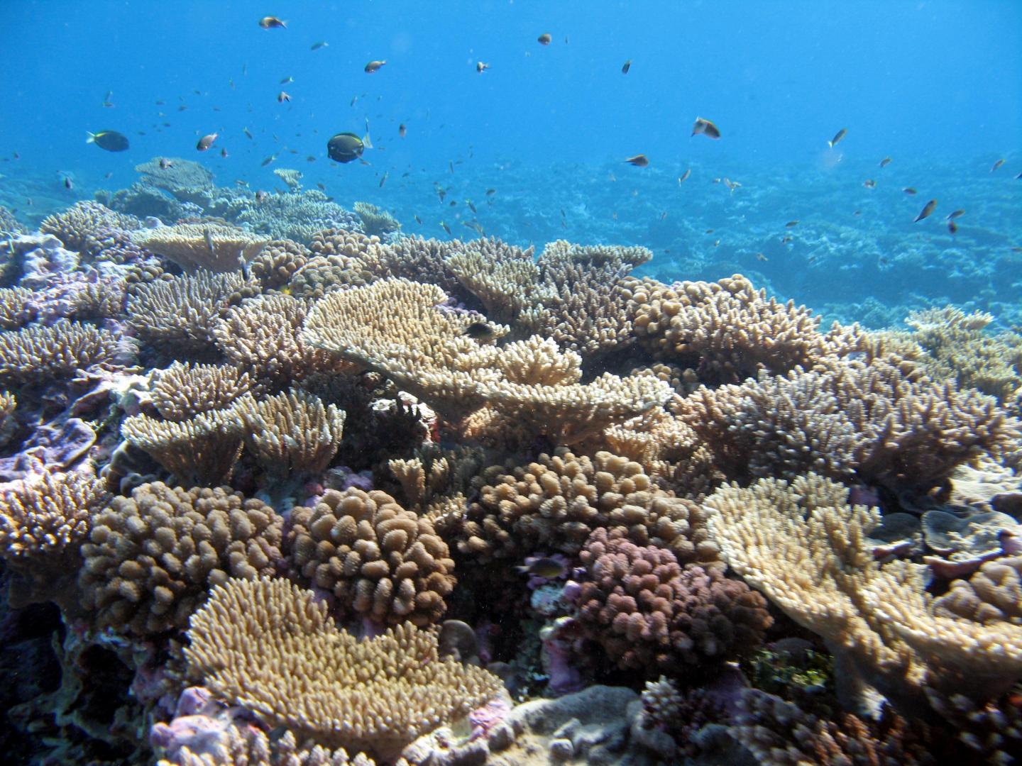 Древние коралловые рифы. Kingman Reef. АПО Филиппины коралловый риф. Кораллы индийского океана. Рифовые постройки.
