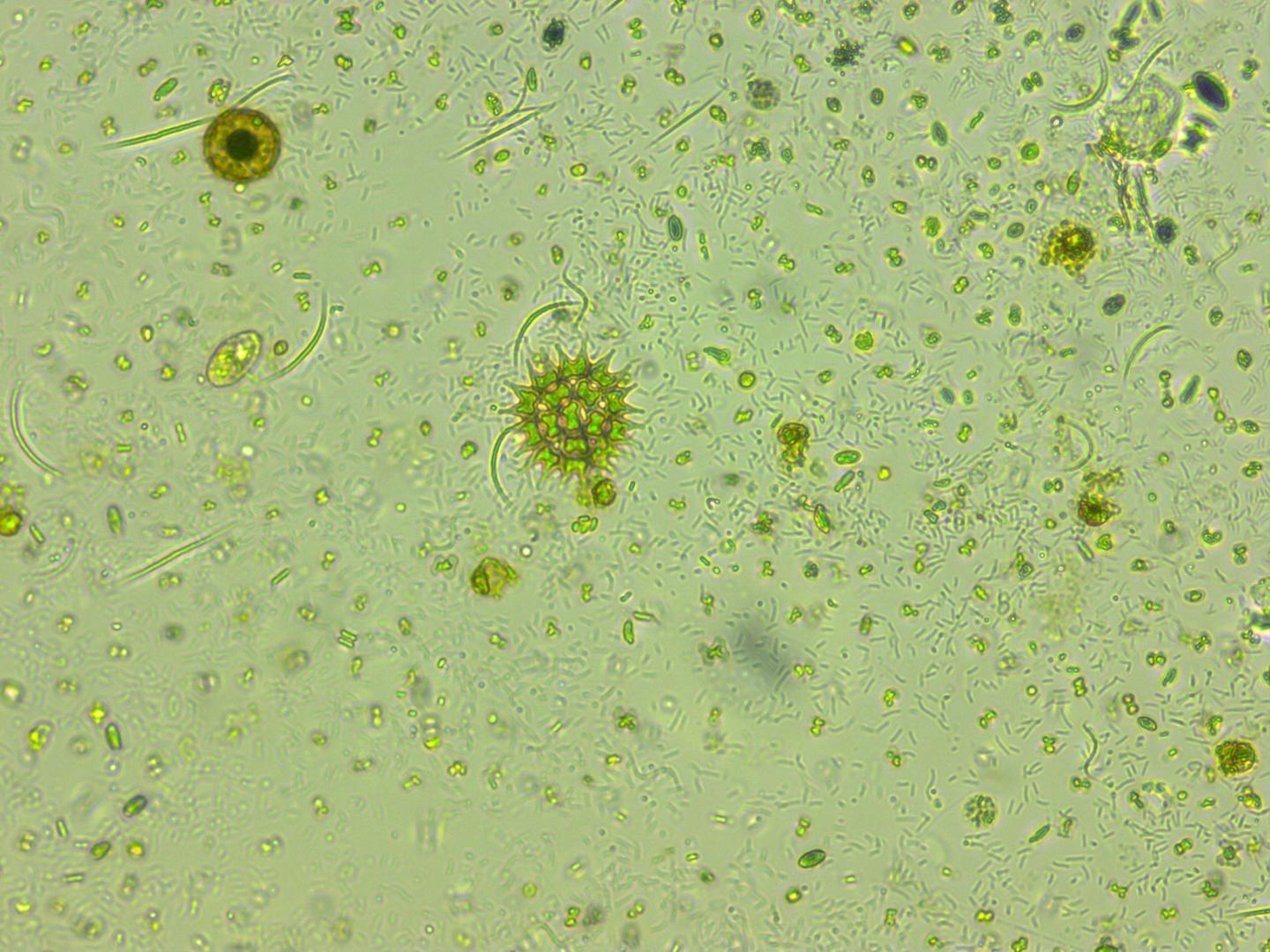 Фитопланктон дать определение. Фитопланктон водоросли. Одноклеточные планктонные водоросли. Фитопланктон диатомовые водоросли. Chlorophyta фитопланктон.