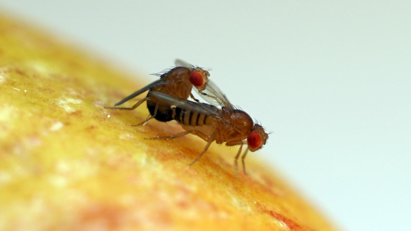 Why fruit fly sperm are giant | (e) Science News